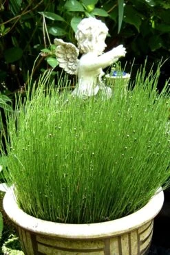 Dwarf Horsetail Reed Grass (Equisetum Scirpoides) - 1 Gallon Pot -Garden Plant Shop grass dwarf horse tail 2 500x750 1
