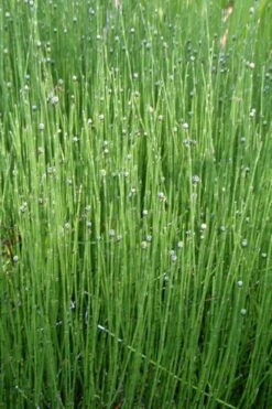 Dwarf Horsetail Reed Grass (Equisetum Scirpoides) - 1 Gallon Pot -Garden Plant Shop grass dwarf horse tail 4 500x750 1