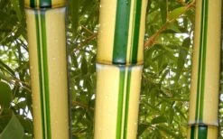 Gold Vivax Giant Timber Bamboo (Green Stripe Bamboo) - Phyllostachys Vivax 'Aureocaulis' - 3 Gallon Pot (4-6') 9 Gold Vivax Giant Timber Bamboo (Green Stripe Bamboo) - Phyllostachys Vivax 'Aureocaulis' - 3 Gallon Pot (4-6') -Garden Plant Shop green stripe vivax bamboo