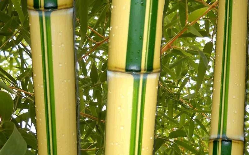 Gold Vivax Giant Timber Bamboo (Green Stripe Bamboo) - Phyllostachys Vivax 'Aureocaulis' - 3 Gallon Pot (4-6') 4 Gold Vivax Giant Timber Bamboo (Green Stripe Bamboo) - Phyllostachys Vivax 'Aureocaulis' - 3 Gallon Pot (4-6') - Image 4
