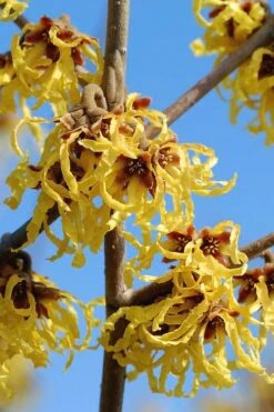 Arnold Promise Witch Hazel - 3 Gallon Pot -Garden Plant Shop hamamelis intermedia arnolds promise witch hazel 1 1