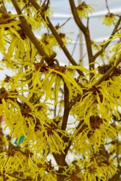 Arnold Promise Witch Hazel - 3 Gallon Pot -Garden Plant Shop hamamelis intermedia arnolds promise witch hazel 2 1