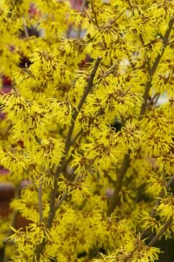 Arnold Promise Witch Hazel - 7 Gallon Pot