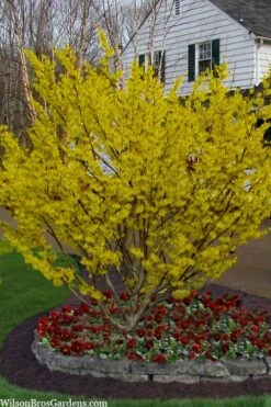 Arnold Promise Witch Hazel - 3 Gallon Pot -Garden Plant Shop hamamelis intermedia arnolds promise witch hazel 4 1