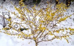 Arnold Promise Witch Hazel - 3 Gallon Pot -Garden Plant Shop hamamelis intermedia arnolds promise witch hazel 5 1