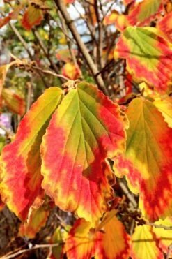 Arnold Promise Witch Hazel - 3 Gallon Pot -Garden Plant Shop hamamelis intermedia arnolds promise witch hazel 7 1