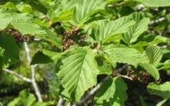 Arnold Promise Witch Hazel - 3 Gallon Pot -Garden Plant Shop hamamelis intermedia arnolds promise witch hazel 8 1