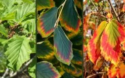 Arnold Promise Witch Hazel - 3 Gallon Pot -Garden Plant Shop hamamelis intermedia arnolds promise witch hazel 9 1