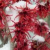 Diane Red Witch Hazel (Hamamelis X Intermedia) - 7 Gallon Pot