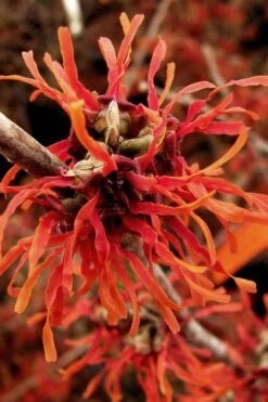 Diane Red Witch Hazel (Hamamelis X Intermedia) - 3 Gallon Pot -Garden Plant Shop hamamelis intermedia diane witch hazel 2