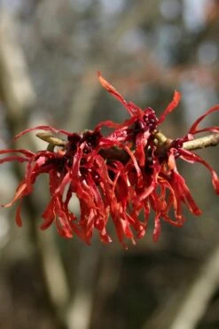 Diane Red Witch Hazel (Hamamelis X Intermedia) - 3 Gallon Pot -Garden Plant Shop hamamelis intermedia diane witch hazel 4