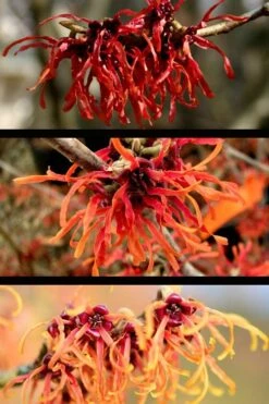 Diane Red Witch Hazel (Hamamelis X Intermedia) - 5 Gallon Pot -Garden Plant Shop hamamelis intermedia diane witch hazel 5 2