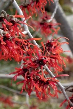 Diane Red Witch Hazel (Hamamelis X Intermedia) - 5 Gallon Pot -Garden Plant Shop hamamelis intermedia diane witch hazel 6 2