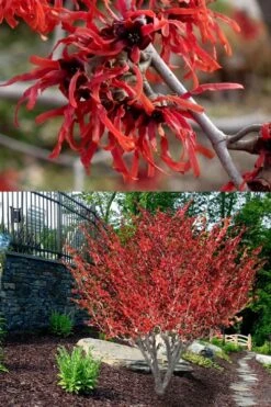 Diane Red Witch Hazel (Hamamelis X Intermedia) - 7 Gallon Pot -Garden Plant Shop hamamelis intermedia diane witch hazel 8 1
