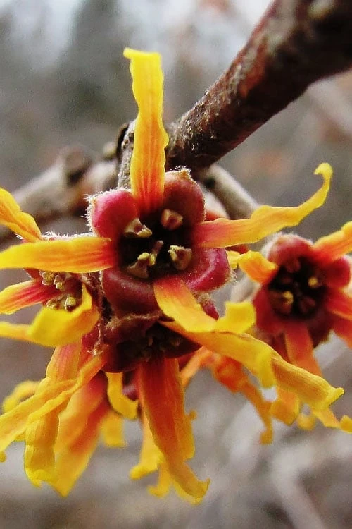 Ozark Witch Hazel (Hamamelis Vernalis) - 3 Gallon Pot 1 Ozark Witch Hazel (Hamamelis Vernalis) - 3 Gallon Pot