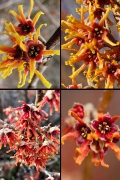 Ozark Witch Hazel (Hamamelis Vernalis) - 5 Gallon Pot 16 Ozark Witch Hazel (Hamamelis Vernalis) - 5 Gallon Pot -Garden Plant Shop hamamelis veralis vernal ozark witch hazel 11