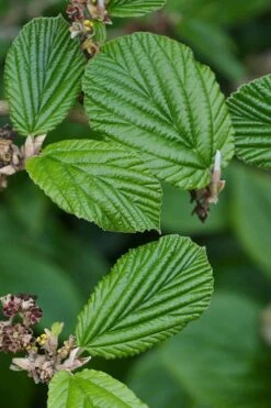 Ozark Witch Hazel (Hamamelis Vernalis) - 3 Gallon Pot 14 Ozark Witch Hazel (Hamamelis Vernalis) - 3 Gallon Pot -Garden Plant Shop hamamelis veralis vernal ozark witch hazel 2 1