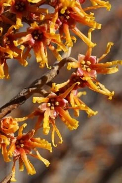 Ozark Witch Hazel (Hamamelis Vernalis) - 5 Gallon Pot 13 Ozark Witch Hazel (Hamamelis Vernalis) - 5 Gallon Pot -Garden Plant Shop hamamelis veralis vernal ozark witch hazel 4