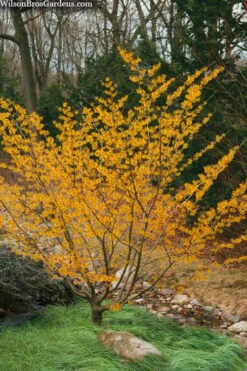 Ozark Witch Hazel (Hamamelis Vernalis) - 3 Gallon Pot 12 Ozark Witch Hazel (Hamamelis Vernalis) - 3 Gallon Pot -Garden Plant Shop hamamelis veralis vernal ozark witch hazel 8 1