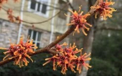 Ozark Witch Hazel (Hamamelis Vernalis) - 5 Gallon Pot 17 Ozark Witch Hazel (Hamamelis Vernalis) - 5 Gallon Pot -Garden Plant Shop hamamelis veralis vernal ozark witch hazel 9