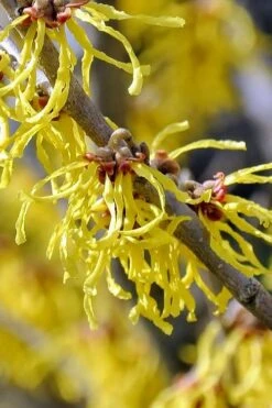 Little Prospect Golden American Witch Hazel (Hamamelis Virginiana) - 5 Gallon Pot -Garden Plant Shop hamamelis virginiana little prospect golden variegated witch hazel 11