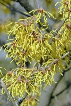 Little Prospect Golden American Witch Hazel (Hamamelis Virginiana) - 5 Gallon Pot -Garden Plant Shop hamamelis virginiana little prospect golden variegated witch hazel 14