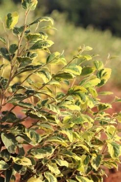 Little Prospect Golden American Witch Hazel (Hamamelis Virginiana) - 5 Gallon Pot -Garden Plant Shop hamamelis virginiana little prospect golden variegated witch hazel 5