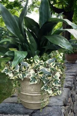 Variegated Algerian Ivy (Hedera Algeriensis 'Gloire De Marengo') - 18 Pack Of Pint Pots