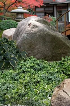 Ingelise English Ivy (Hedera) - 10 Pack Of 4" Pots