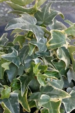 Ingelise English Ivy (Hedera) - 5 Pack Of Pint Pots -Garden Plant Shop hedera helix ingelise english ivy 4 1