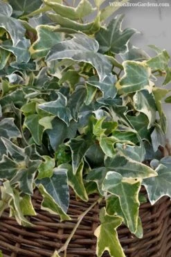 Ingelise English Ivy (Hedera) - 10 Pack Of 4" Pots -Garden Plant Shop hedera helix ingelise english ivy 6
