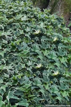 Ingelise English Ivy (Hedera) - 5 Pack Of Pint Pots -Garden Plant Shop hedera helix ingelise english ivy 7 1