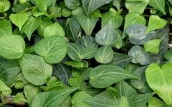 Teardrop Ivy (Hedera Helix) - 5 Pack Of Pint Pots -Garden Plant Shop hedera helix teardrop ivy 100