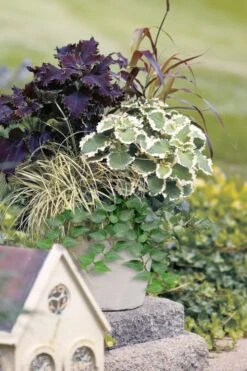 Teardrop Ivy (Hedera Helix) - 5 Pack Of Pint Pots -Garden Plant Shop hedera helix teardrop ivy 101