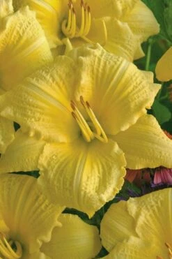 Rainbow Rhythym Going Bananas Daylily - 1 Gallon Pot 9 Rainbow Rhythym Going Bananas Daylily - 1 Gallon Pot -Garden Plant Shop hemerocallis going bananas daylily 20