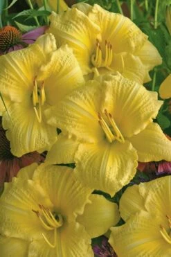 Rainbow Rhythym Going Bananas Daylily - 1 Gallon Pot 11 Rainbow Rhythym Going Bananas Daylily - 1 Gallon Pot -Garden Plant Shop hemerocallis going bananas daylily 21