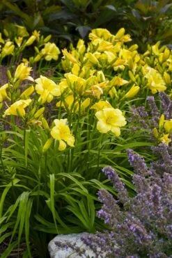 Rainbow Rhythym Going Bananas Daylily - 1 Gallon Pot 10 Rainbow Rhythym Going Bananas Daylily - 1 Gallon Pot -Garden Plant Shop hemerocallis going bananas daylily 23