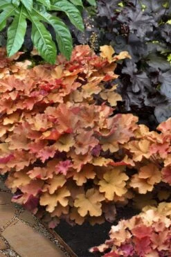 Caramel Heuchera (Villosa Hybrid) - 1 Gallon Pot 9 Caramel Heuchera (Villosa Hybrid) - 1 Gallon Pot -Garden Plant Shop heuchera caramel 20 1
