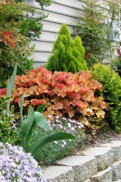 Caramel Heuchera (Villosa Hybrid) - 5 Pack Of Quart Pots 11 Caramel Heuchera (Villosa Hybrid) - 5 Pack Of Quart Pots -Garden Plant Shop heuchera caramel 21 2
