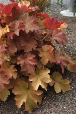 Caramel Heuchera (Villosa Hybrid) - 5 Pack Of Quart Pots 10 Caramel Heuchera (Villosa Hybrid) - 5 Pack Of Quart Pots -Garden Plant Shop heuchera caramel 23 1