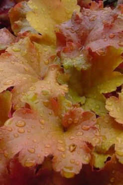 Caramel Heuchera (Villosa Hybrid) - 1 Gallon Pot 11 Caramel Heuchera (Villosa Hybrid) - 1 Gallon Pot -Garden Plant Shop heuchera caramel 500x750 1