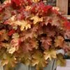 Caramel Heuchera (Villosa Hybrid) - 1 Gallon Pot