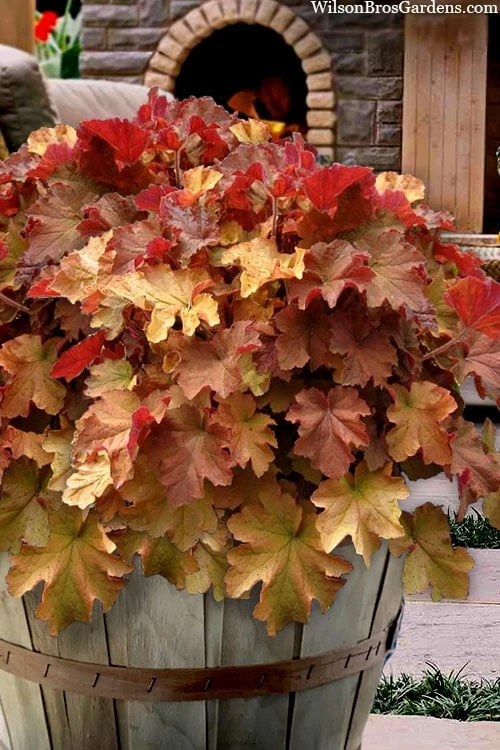 Caramel Heuchera (Villosa Hybrid) - 1 Gallon Pot 1 Caramel Heuchera (Villosa Hybrid) - 1 Gallon Pot