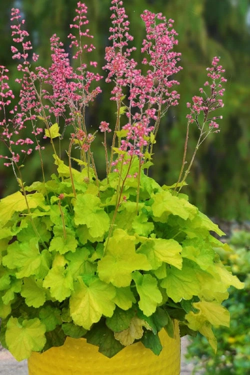 Pretty Pistachio Heuchera (Coral Bells) - 1 Gallon Pot 1 Pretty Pistachio Heuchera (Coral Bells) - 1 Gallon Pot