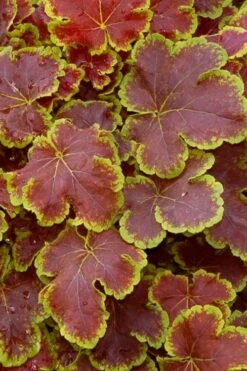 Solar Eclipse Heucherella (Foamy Bells) - 1 Gallon Pot -Garden Plant Shop heucherella solar eclipse 1