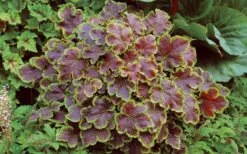 Solar Eclipse Heucherella (Foamy Bells) - 1 Gallon Pot -Garden Plant Shop heucherella solar eclipse 3