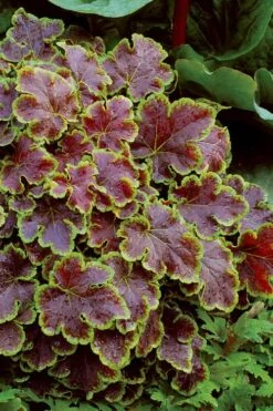 Solar Eclipse Heucherella (Foamy Bells) - 1 Gallon Pot -Garden Plant Shop heucherella solar eclipse 4