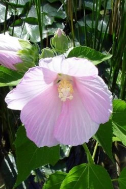 Rose Mallow Hardy Hibiscus (Hibiscus Moscheutos) - 2.5 Quart Pot 14 Rose Mallow Hardy Hibiscus (Hibiscus Moscheutos) - 2.5 Quart Pot -Garden Plant Shop hibiscus mosheutos swamp rose mallow 1