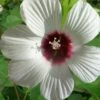 Rose Mallow Hardy Hibiscus (Hibiscus Moscheutos) - 2.5 Quart Pot