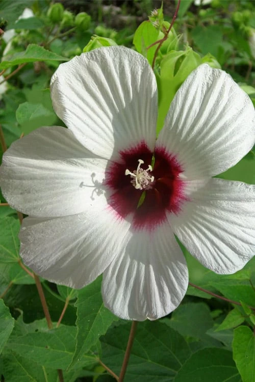 Rose Mallow Hardy Hibiscus (Hibiscus Moscheutos) - 2.5 Quart Pot 1 Rose Mallow Hardy Hibiscus (Hibiscus Moscheutos) - 2.5 Quart Pot